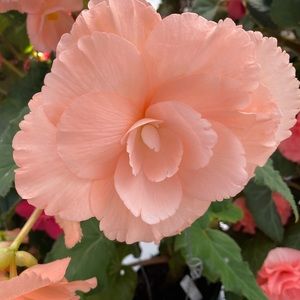 Meet your Posher, Sandy